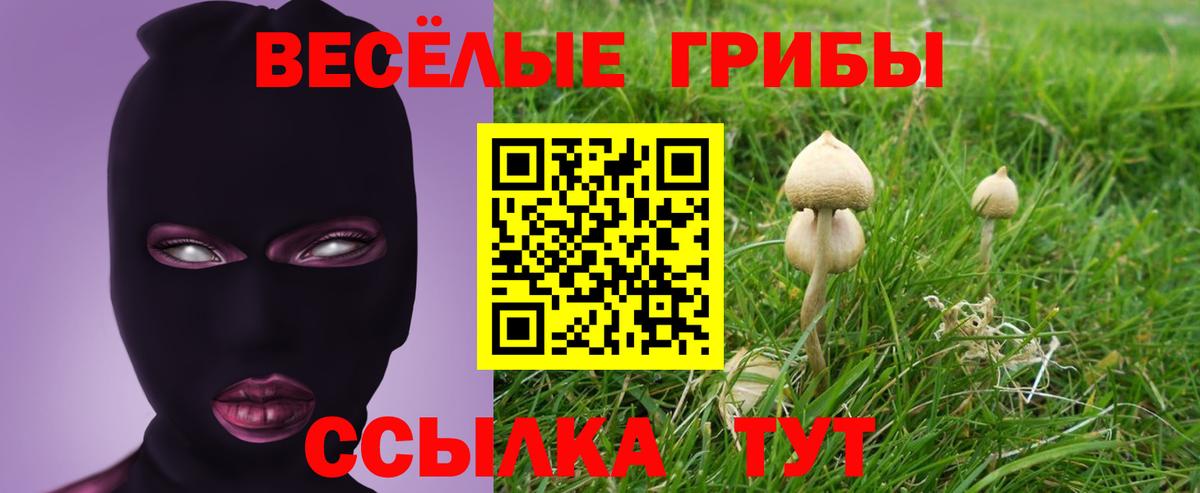 Псилоцибиновые грибы Psilocybine cubensis Минусинск